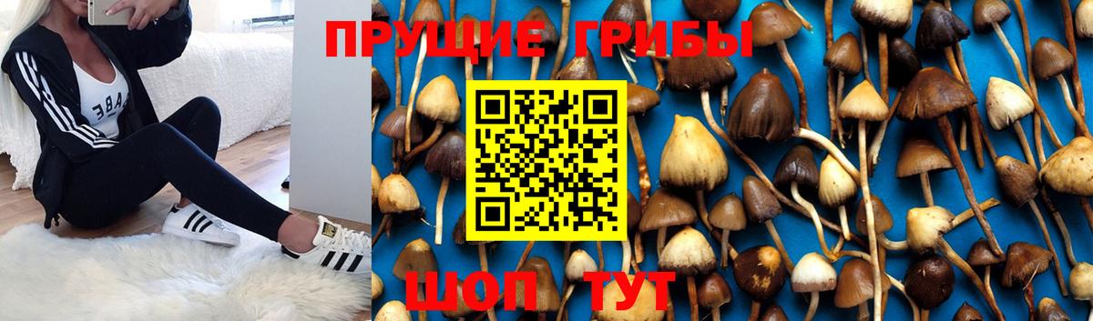 Галлюциногенные грибы Psilocybe Москва